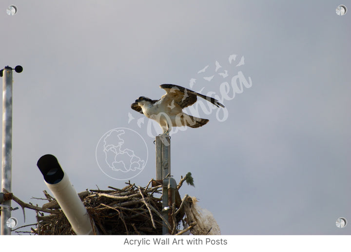 Wall Art: Ready to Fly