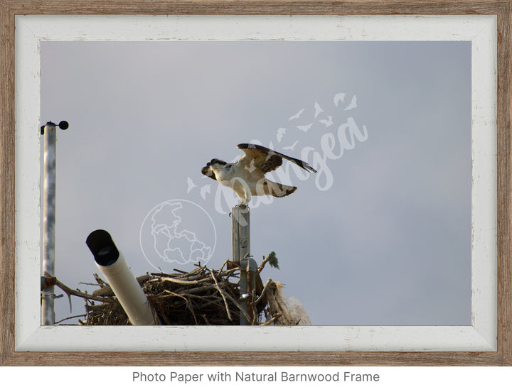 Wall Art: Ready to Fly