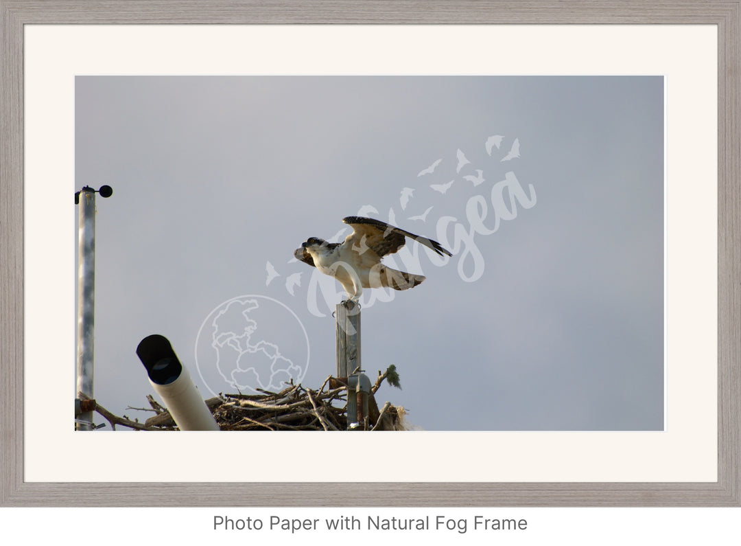 Wall Art: Ready to Fly