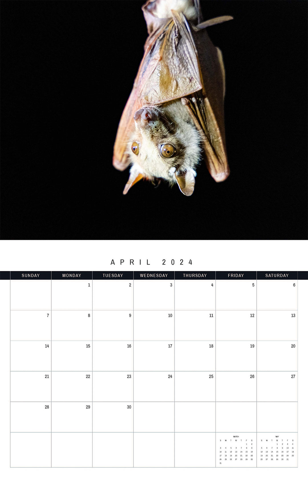 The Kasanka Bats 2024 Calendar