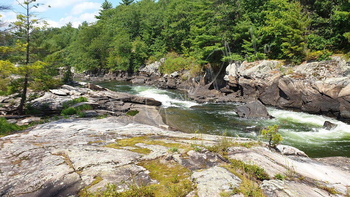 Wall Art: Dog Days on the River