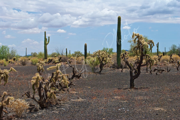 Mexico Wall Art: Sonoran Black Sands