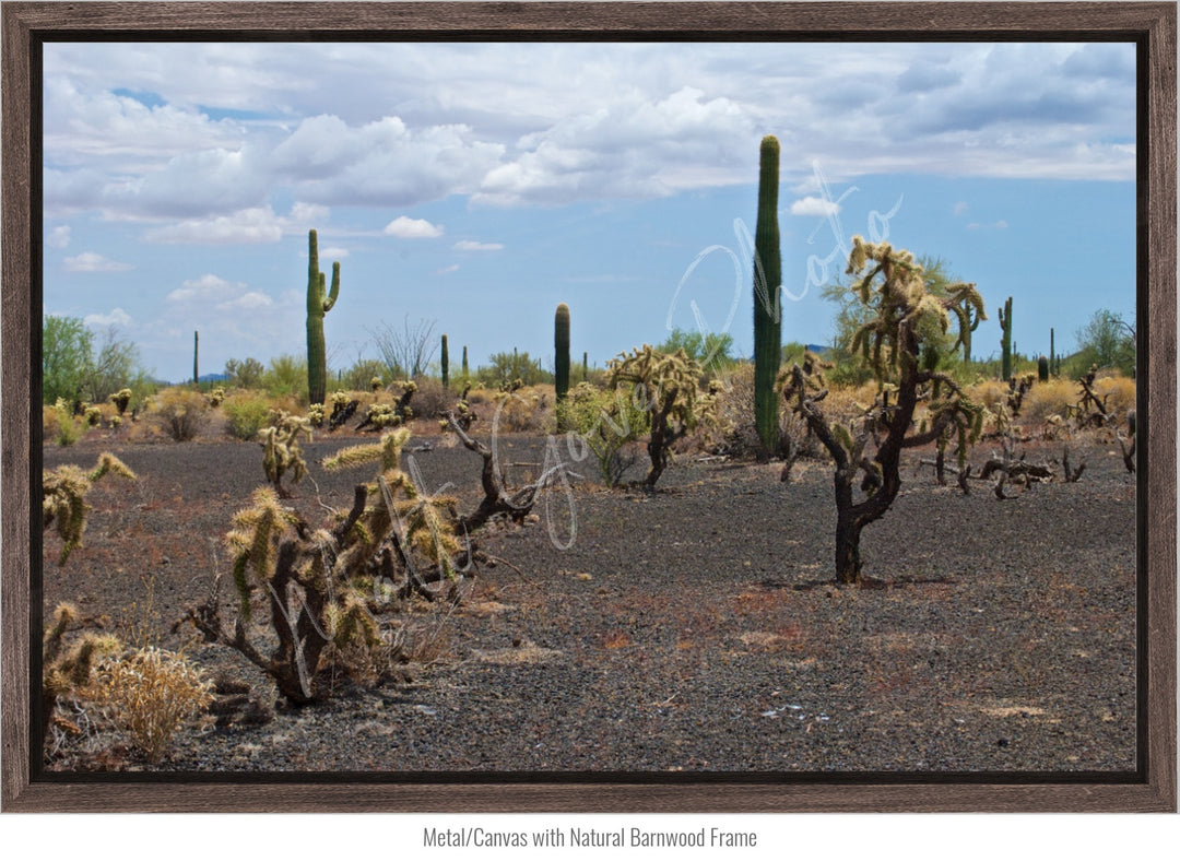 Wall Art: Sonoran Black Sands