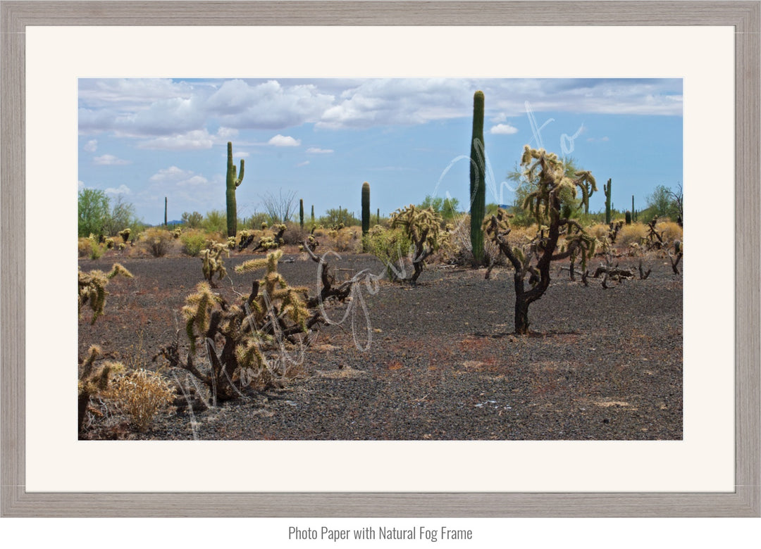 Mexico Wall Art: Sonoran Black Sands