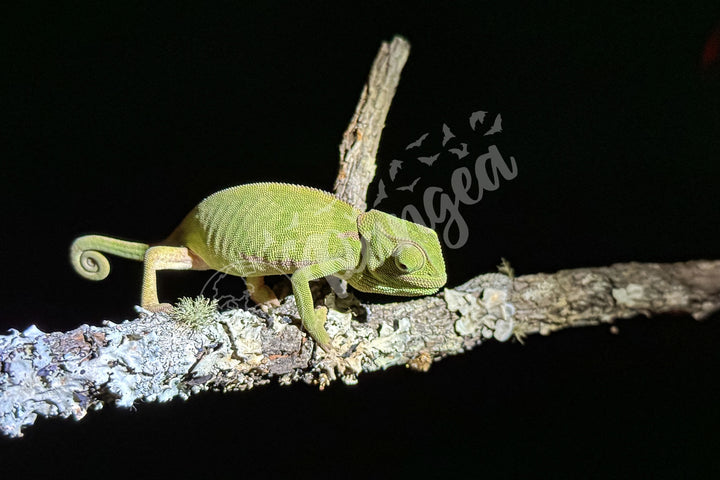 African Safari Wall Art: Chameleon on a Branch