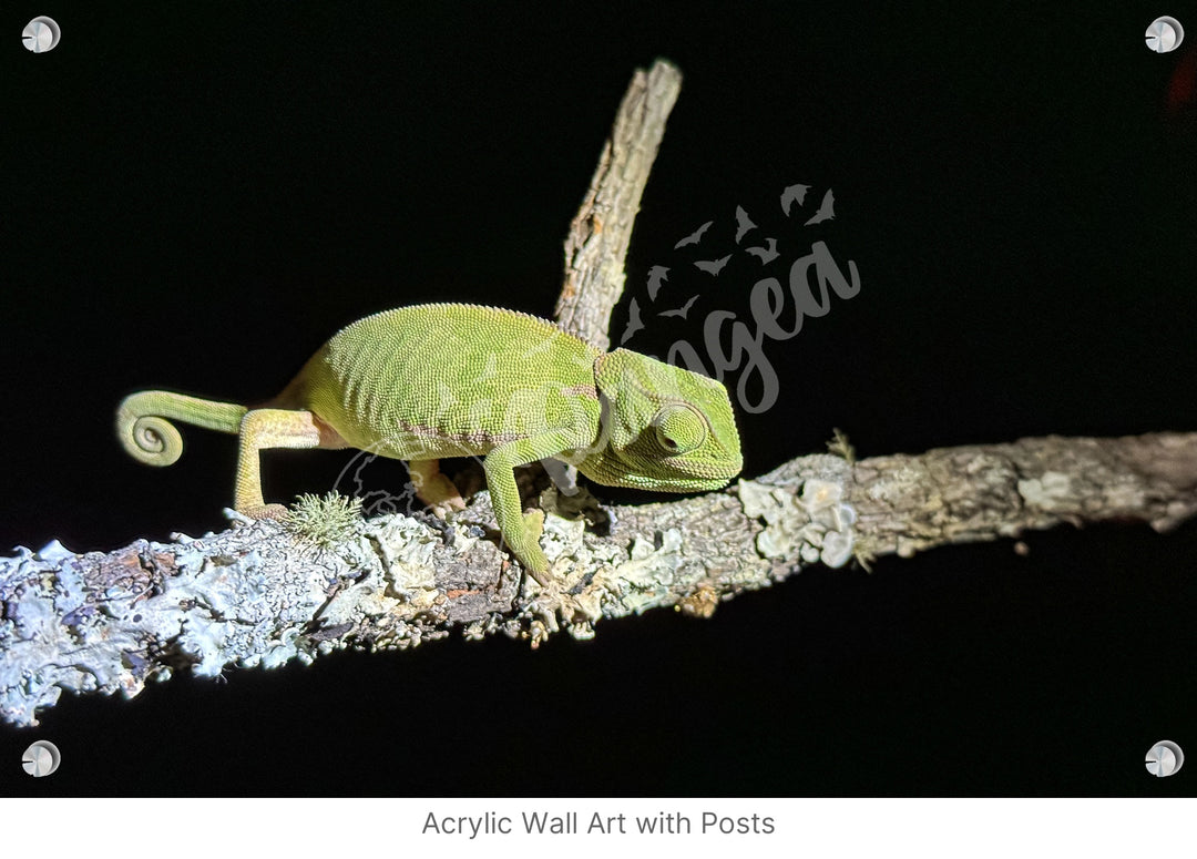 African Safari Wall Art: Chameleon on a Branch