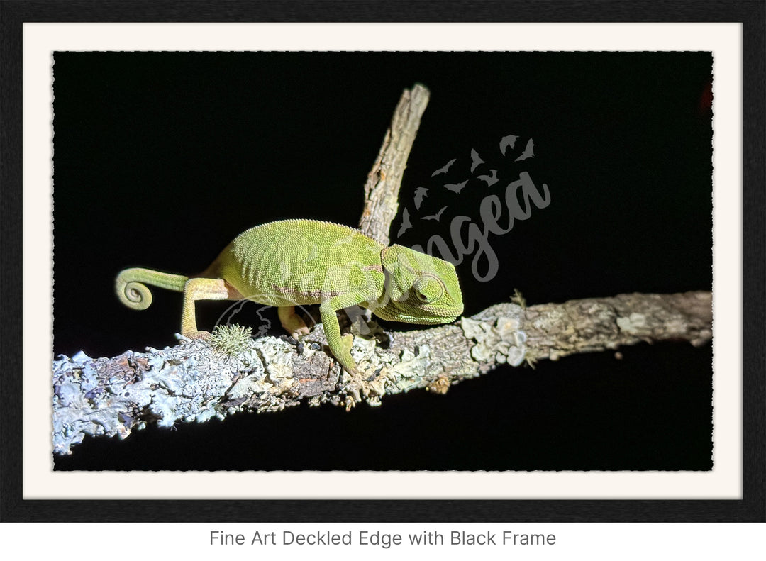 African Safari Wall Art: Chameleon on a Branch