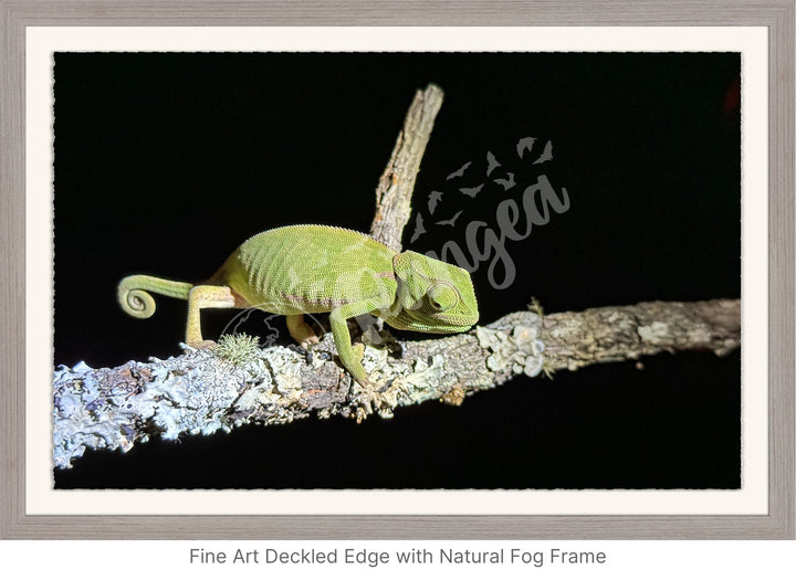 African Safari Wall Art: Chameleon on a Branch