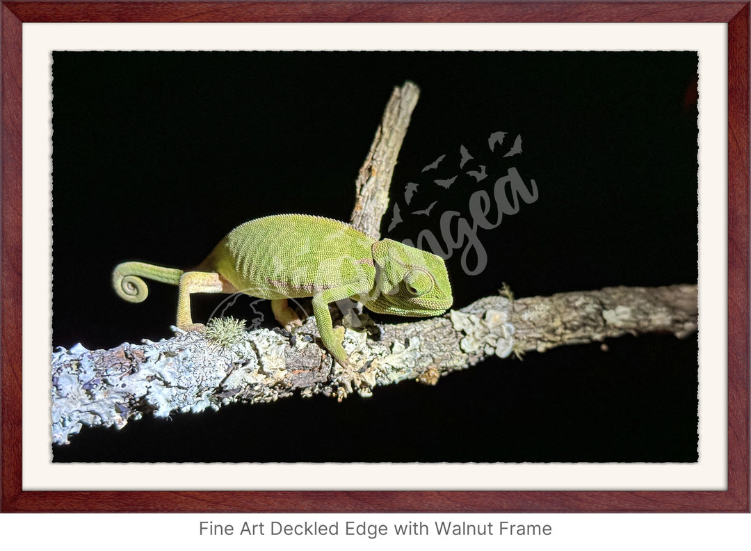 African Safari Wall Art: Chameleon on a Branch