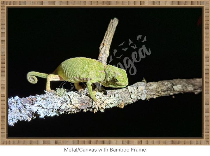 African Safari Wall Art: Chameleon on a Branch