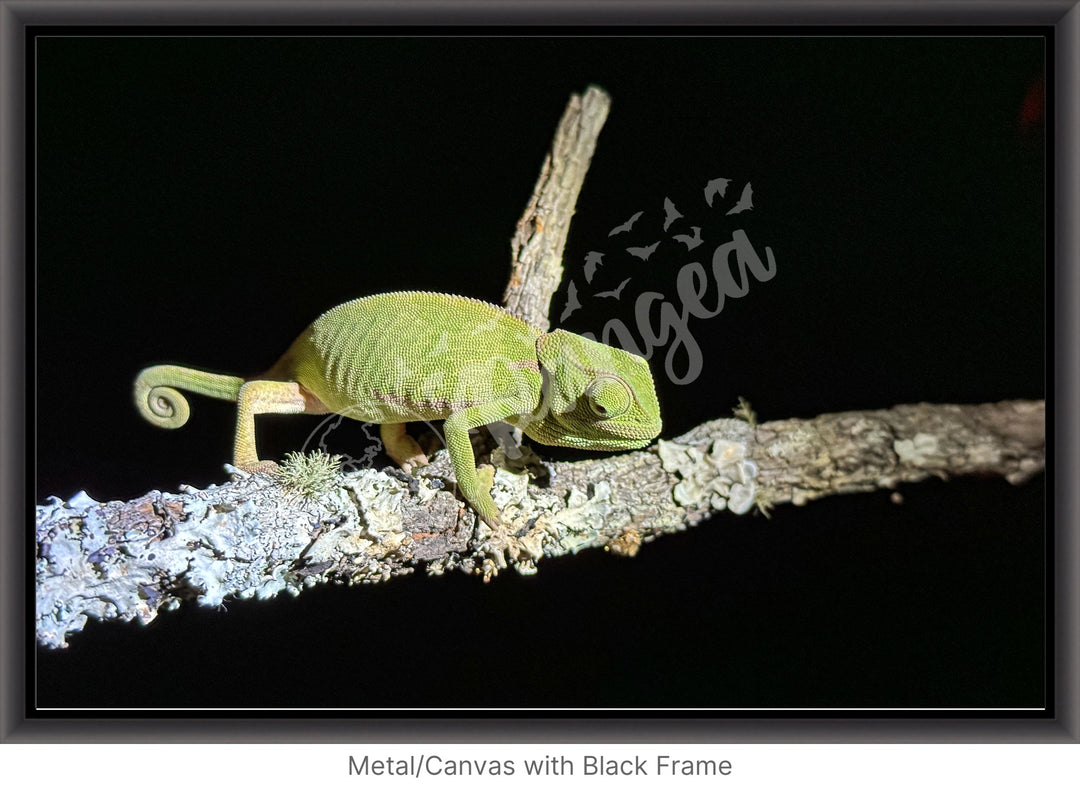 African Safari Wall Art: Chameleon on a Branch