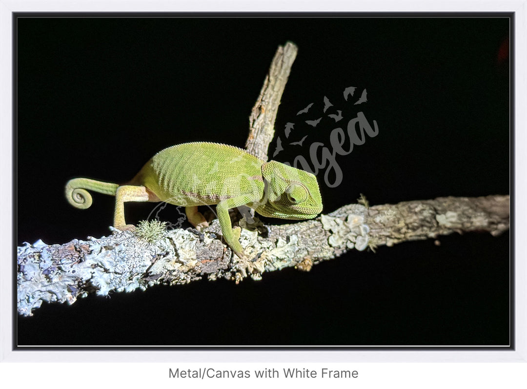 African Safari Wall Art: Chameleon on a Branch