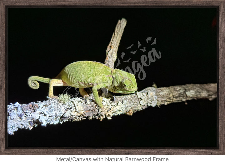 African Safari Wall Art: Chameleon on a Branch