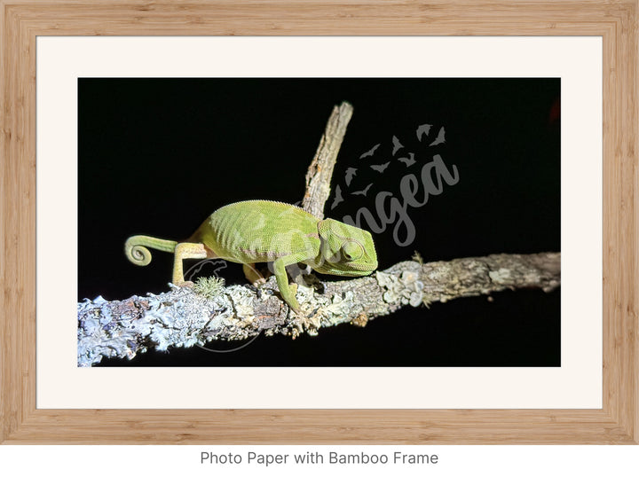 African Safari Wall Art: Chameleon on a Branch