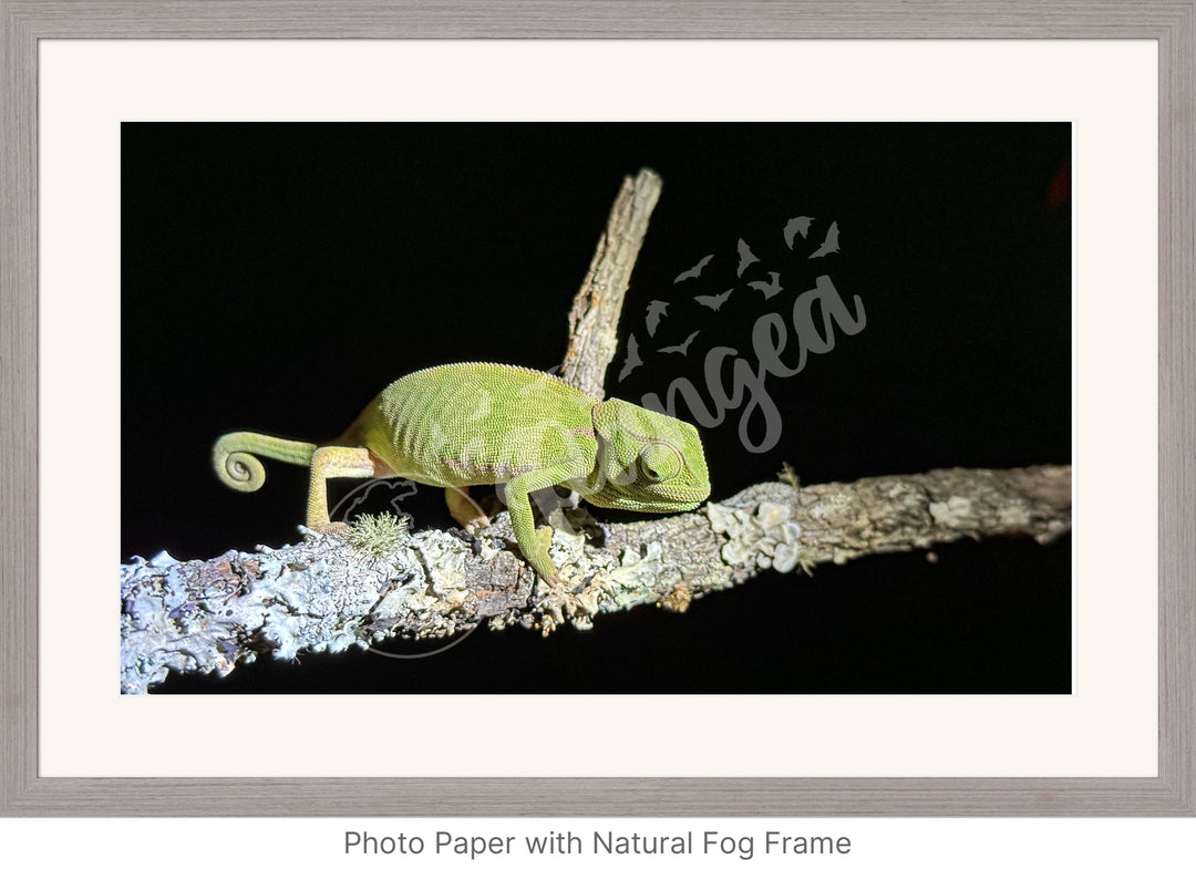 African Safari Wall Art: Chameleon on a Branch