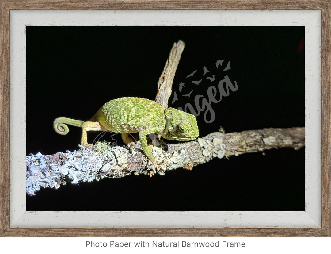 African Safari Wall Art: Chameleon on a Branch