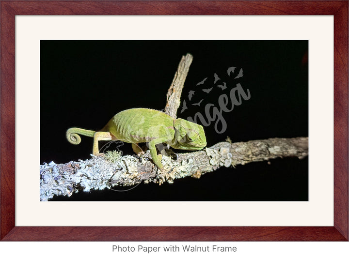 African Safari Wall Art: Chameleon on a Branch