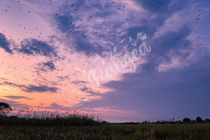 Wall Art: Halloween at the Kasanka Bat Migration