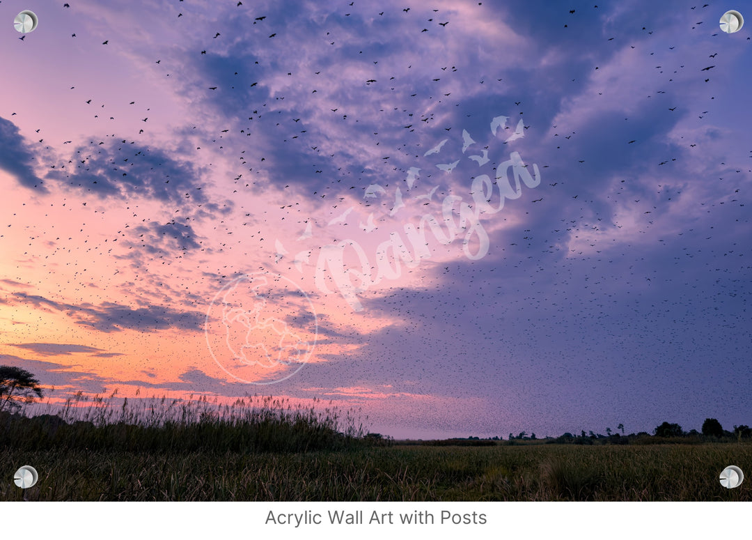 Wall Art: Halloween at the Kasanka Bat Migration