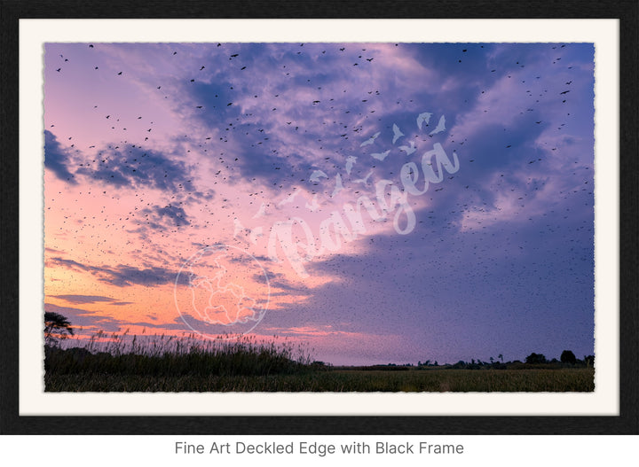 Wall Art: Halloween at the Kasanka Bat Migration