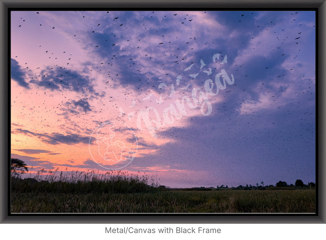 Wall Art: Halloween at the Kasanka Bat Migration