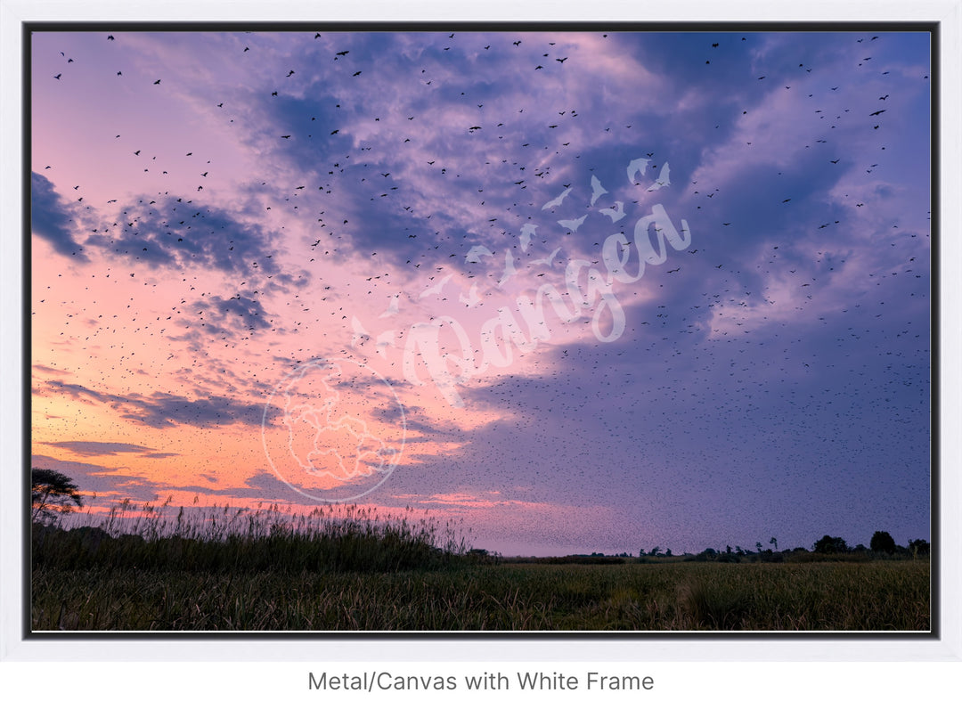 Wall Art: Halloween at the Kasanka Bat Migration