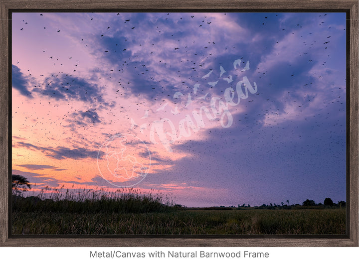 Wall Art: Halloween at the Kasanka Bat Migration