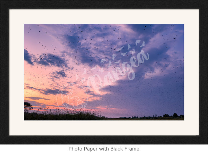 Wall Art: Halloween at the Kasanka Bat Migration