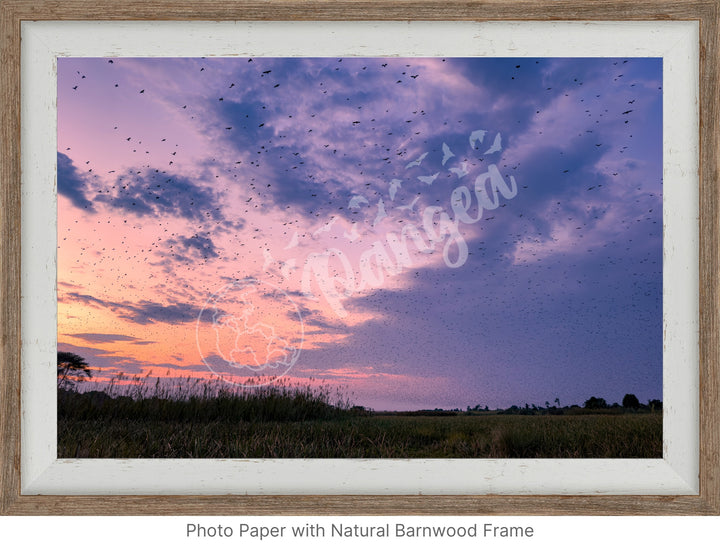 Wall Art: Halloween at the Kasanka Bat Migration