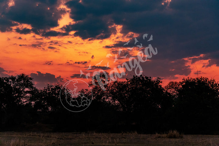 African Safari Wall Art: Brilliant Sunset