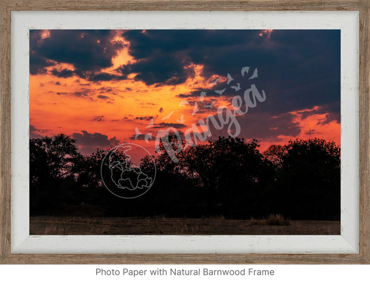 African Safari Wall Art: Brilliant Sunset