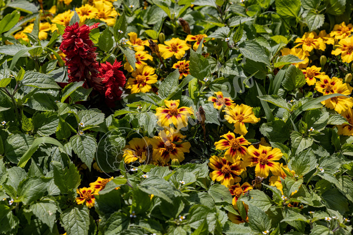 Wall Art: Québec's Colorful Gardens