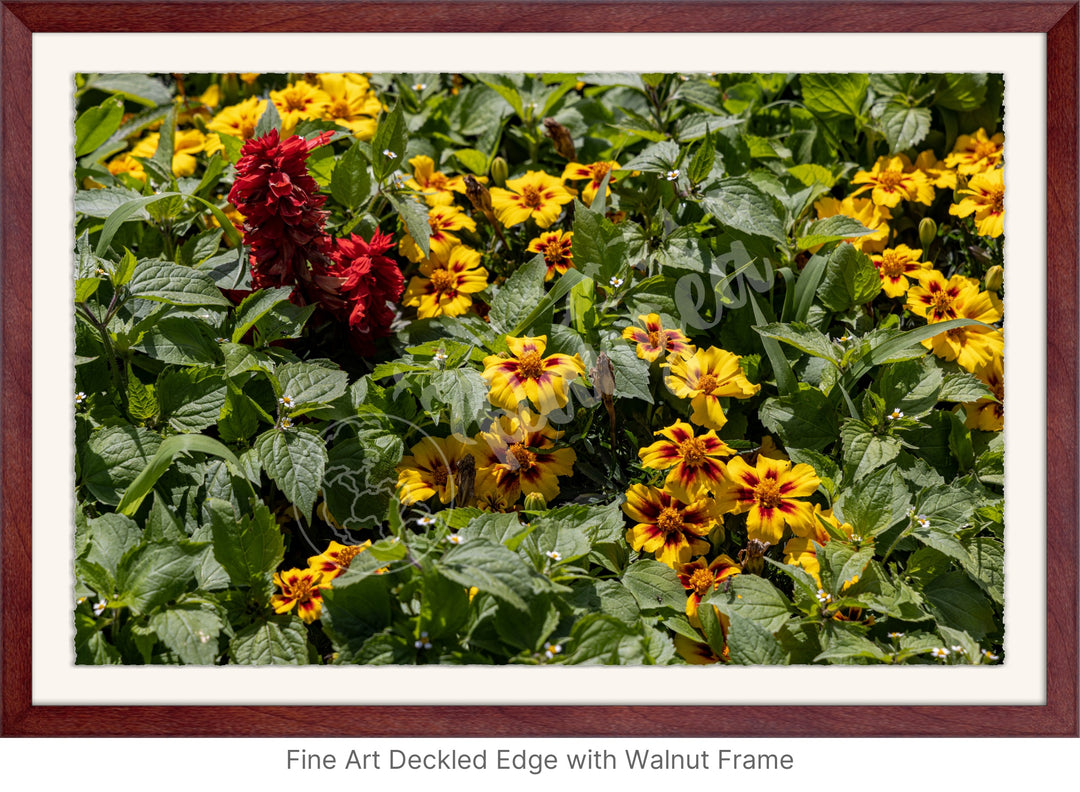 Wall Art: Québec's Colorful Gardens