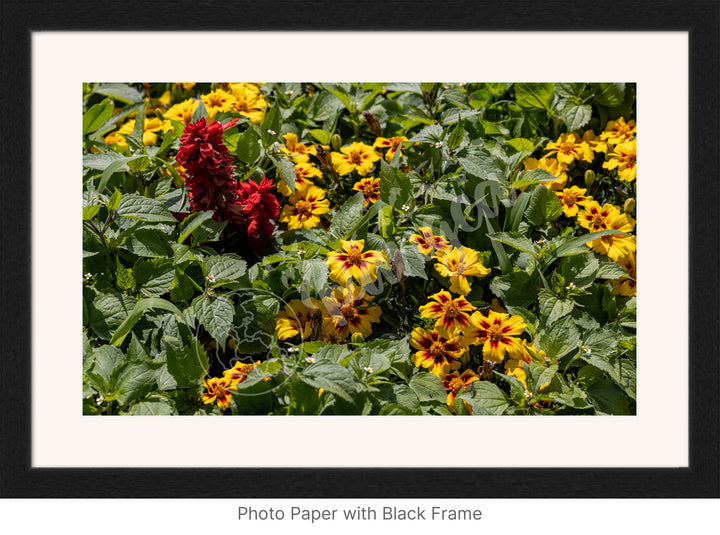 Wall Art: Québec's Colorful Gardens