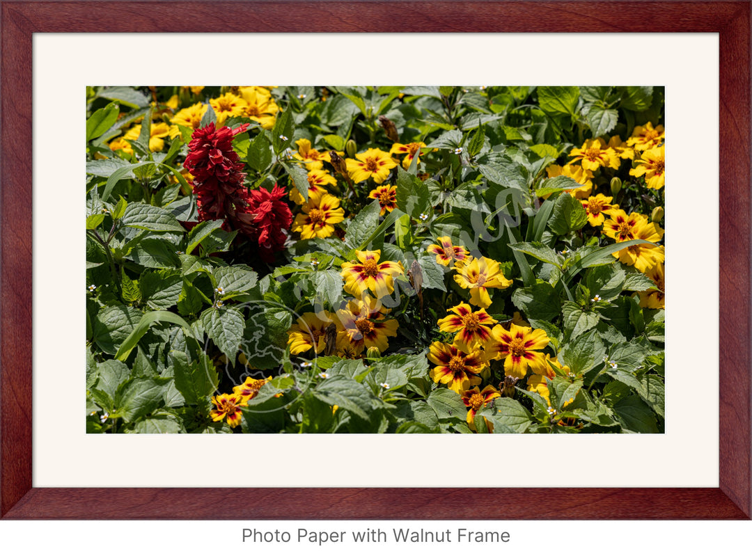 Wall Art: Québec's Colorful Gardens