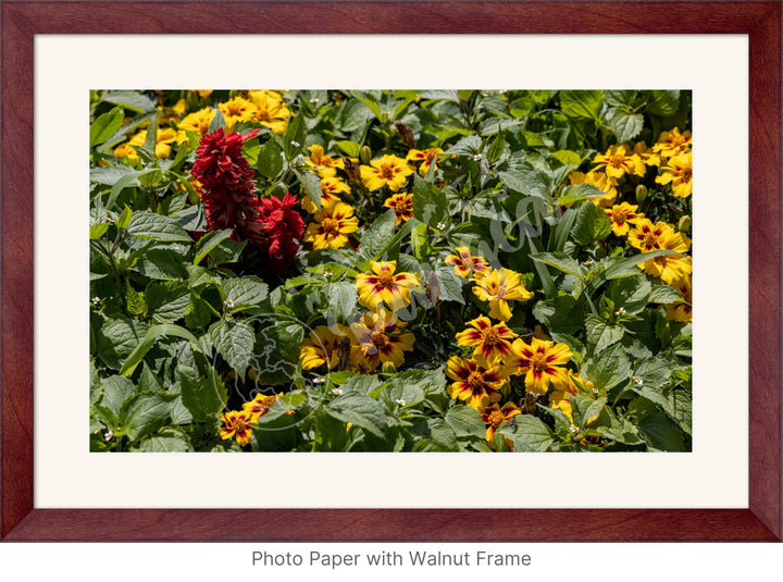 Wall Art: Québec's Colorful Gardens