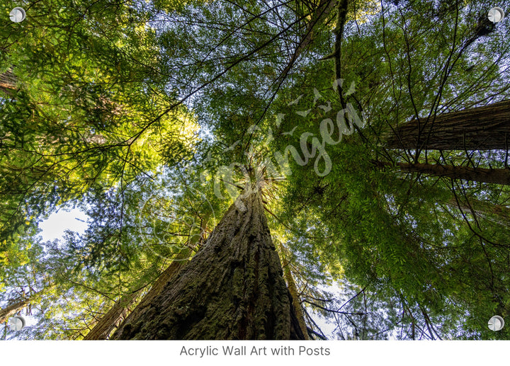 Wall Art: The Mighty California Redwoods