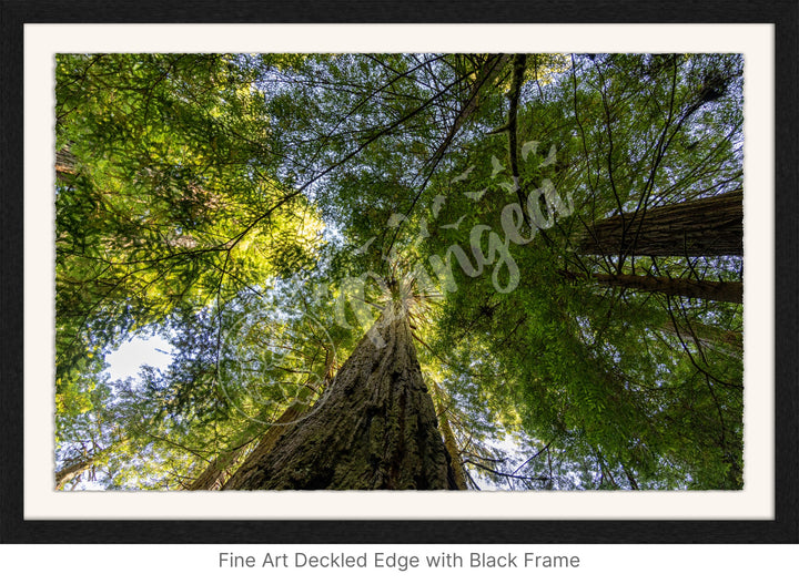 California Wall Art: The Mighty Redwoods