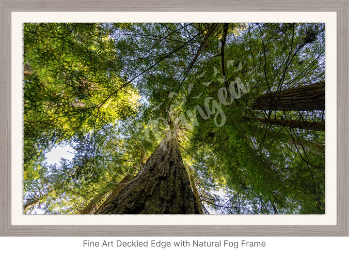 California Wall Art: The Mighty Redwoods