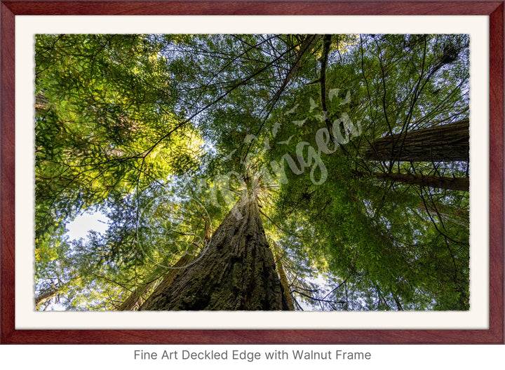 California Wall Art: The Mighty Redwoods