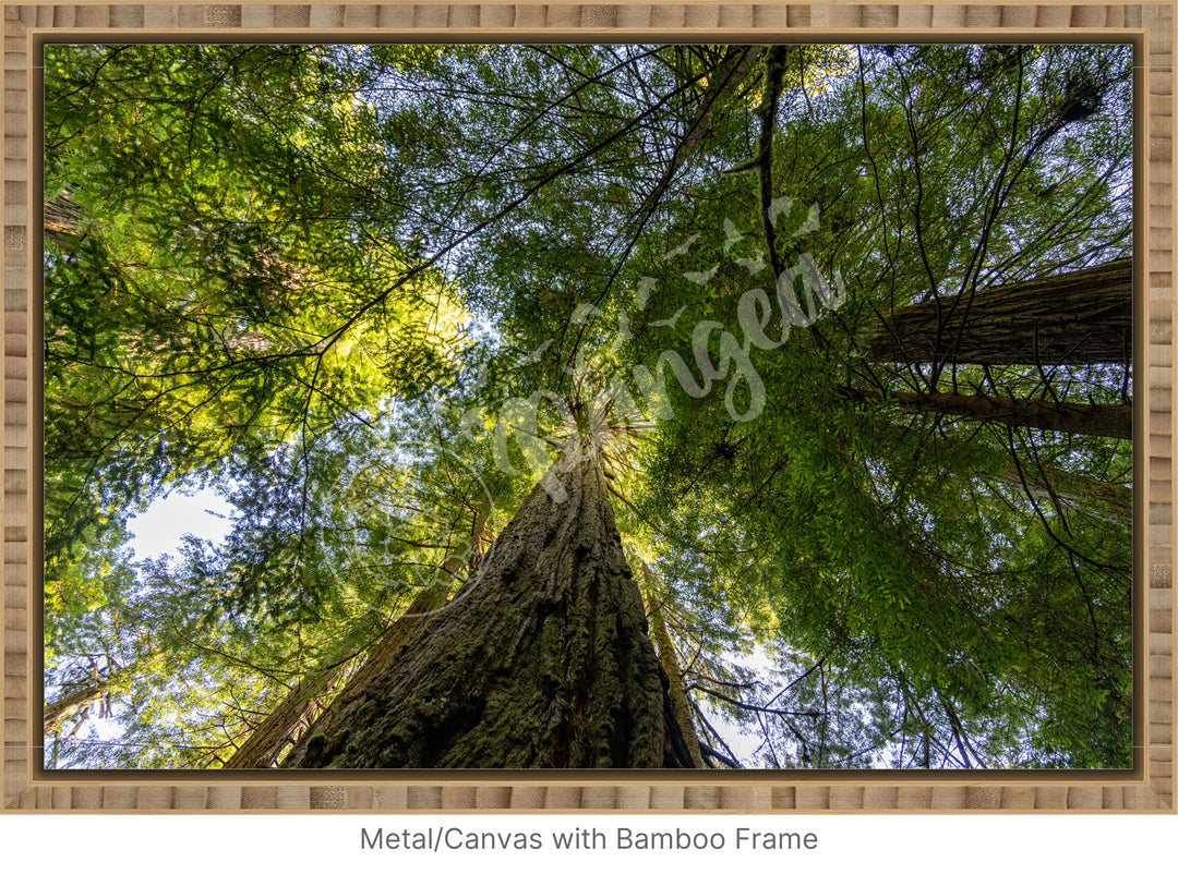 Wall Art: The Mighty California Redwoods