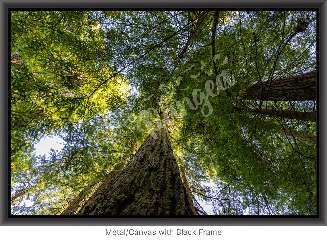 California Wall Art: The Mighty Redwoods