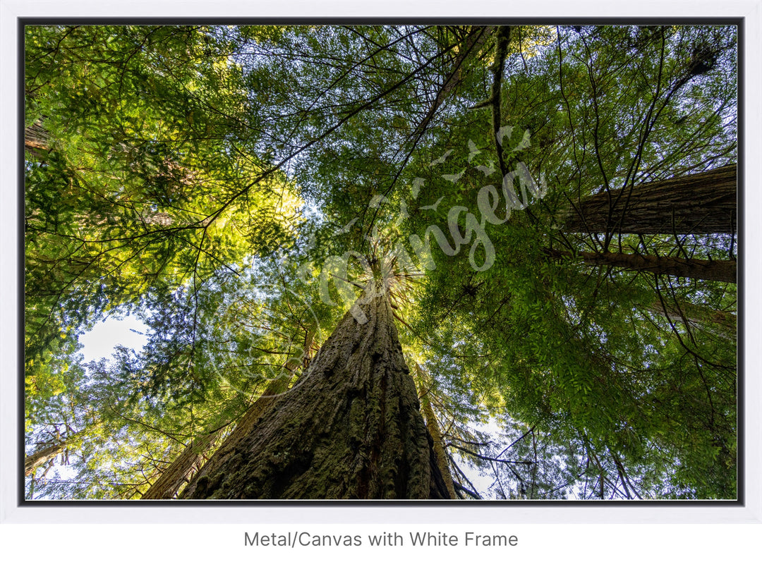 California Wall Art: The Mighty Redwoods