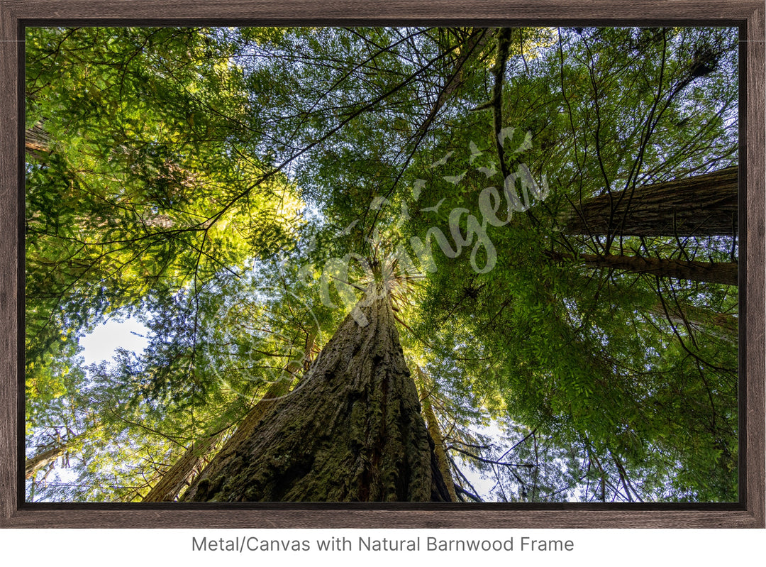 California Wall Art: The Mighty Redwoods