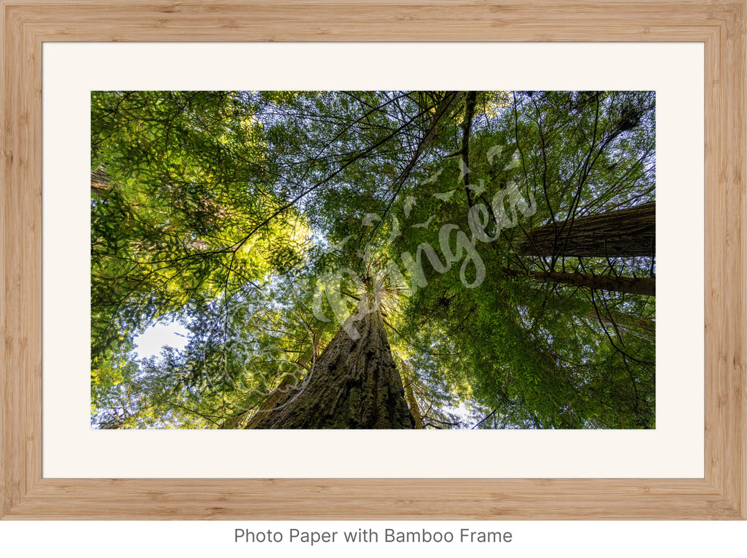 Wall Art: The Mighty California Redwoods