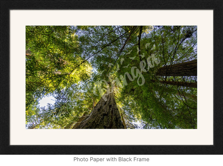 California Wall Art: The Mighty Redwoods