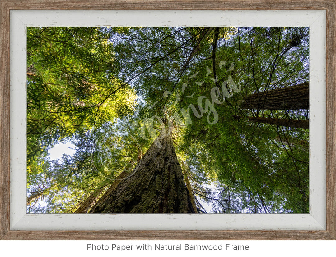 California Wall Art: The Mighty Redwoods