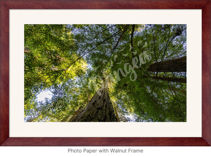 Wall Art: The Mighty California Redwoods