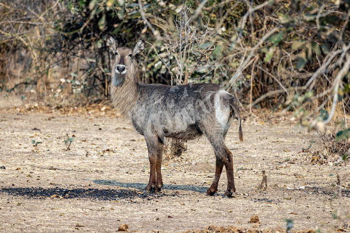 African Safari Wall Art: Curious Waterbuck