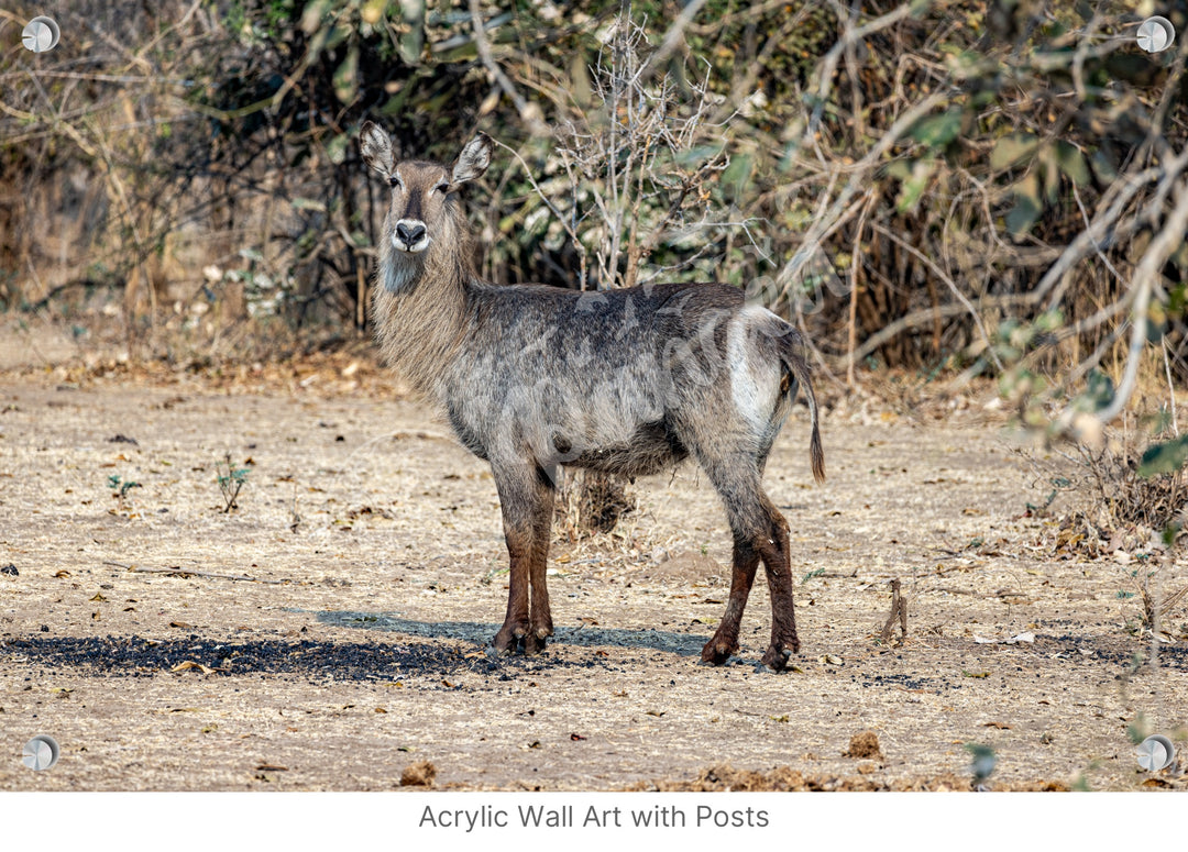 African Safari Wall Art: Curious Waterbuck